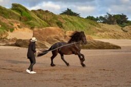 Animal, Cheval, Shooting, Sport, Equitation