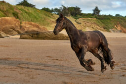 Animal, Cheval, Shooting, Sport, Equitation