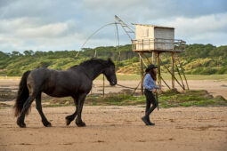 Animal, Cheval, Shooting, Sport, Equitation