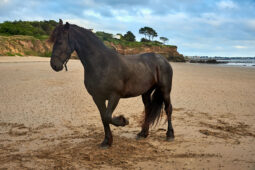 Animal, Cheval, Shooting, Sport, Equitation