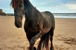 Animal, Cheval, Shooting, Sport, Equitation