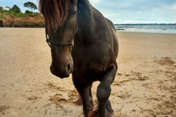 Animal, Cheval, Shooting, Sport, Equitation