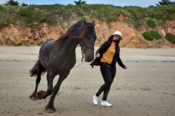 Animal, Cheval, Shooting, Sport, Equitation