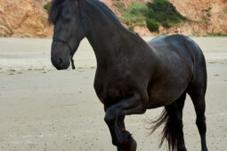 Animal, Cheval, Shooting, Sport, Equitation