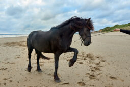 Animal, Cheval, Shooting, Sport, Equitation