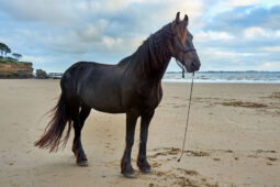 Animal, Cheval, Shooting, Sport, Equitation