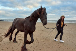 Animal, Cheval, Shooting, Sport, Equitation