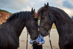 Animal, Cheval, Shooting, Sport, Equitation