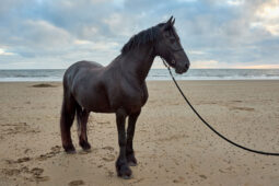 Animal, Cheval, Shooting, Sport, Equitation