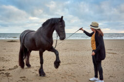 Animal, Cheval, Shooting, Sport, Equitation