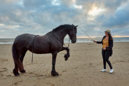 Animal, Cheval, Shooting, Sport, Equitation