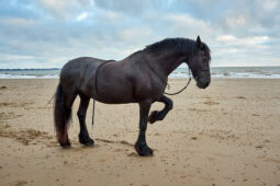 Animal, Cheval, Shooting, Sport, Equitation