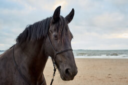 Animal, Cheval, Shooting, Sport, Equitation