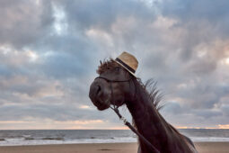 Animal, Cheval, Sport, Equitation, Shooting