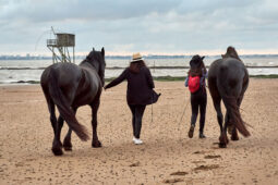 Animal, Cheval, Shooting, Sport, Equitation