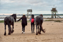 Animal, Cheval, Shooting, Sport, Equitation