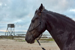Animal, Cheval, Shooting, Sport, Equitation