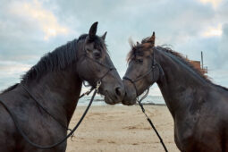 Animal, Cheval, Shooting, Sport, Equitation