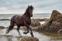 Animal, Cheval, Shooting, Sport, Equitation