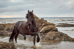 Animal, Cheval, Shooting, Sport, Equitation
