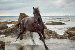 Animal, Cheval, Shooting, Sport, Equitation