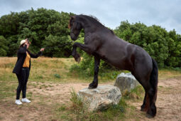Animal, Cheval, Shooting, Sport, Equitation