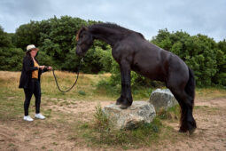 Animal, Cheval, Shooting, Sport, Equitation
