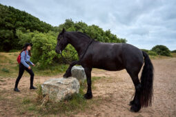 Animal, Cheval, Shooting, Sport, Equitation