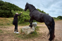 Animal, Cheval, Shooting, Sport, Equitation